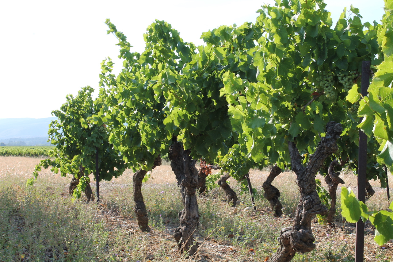 Vignes Domaine de Pierre Blanche agriculture vin biologique Minervois occitanie Aude