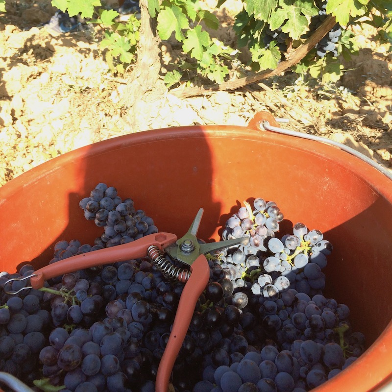 Vendanges manuelles Domaine de Pierre Blanche